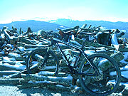 Carraro Bike